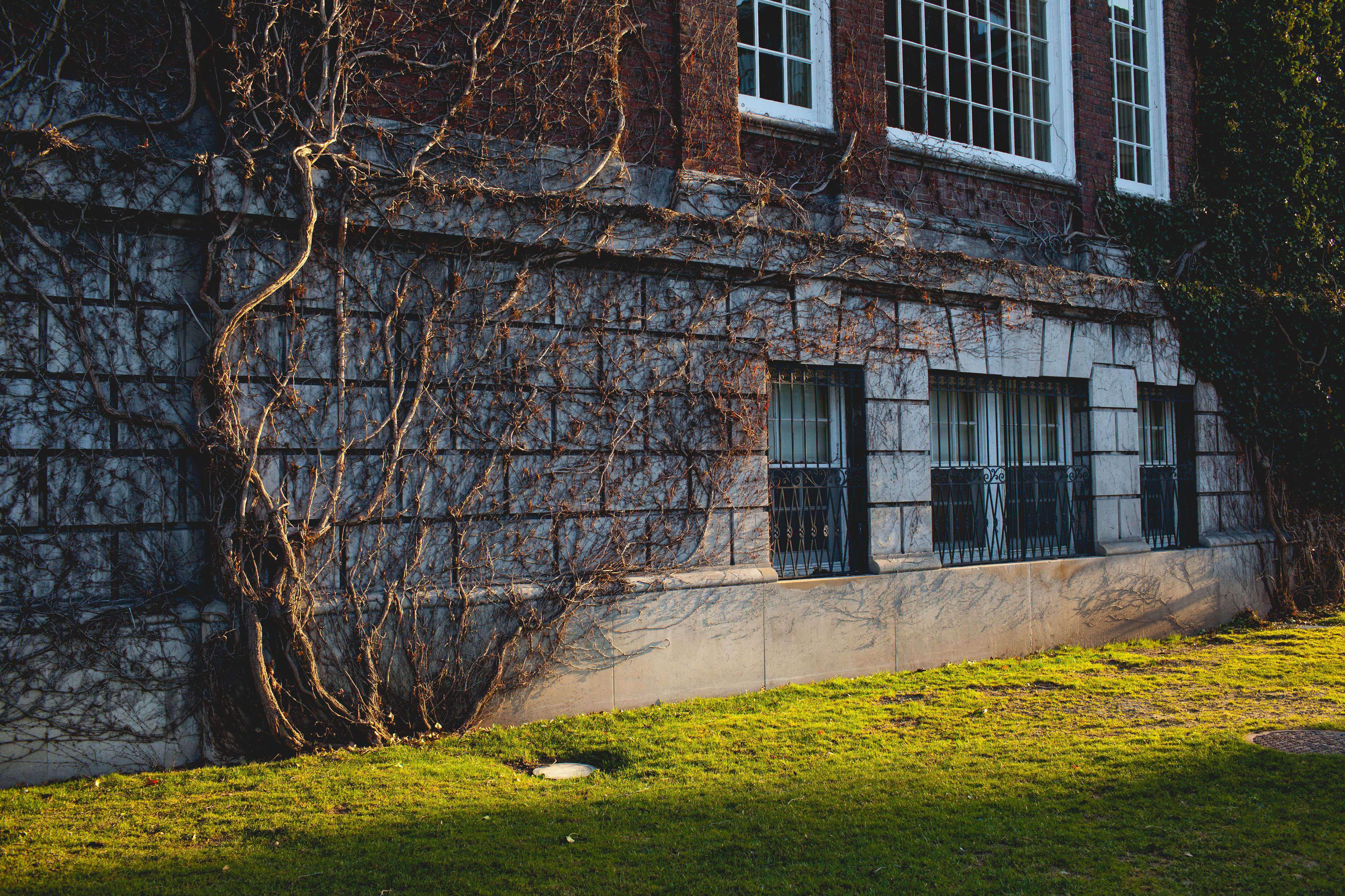 Vines on the side of Hendricks Chapel at Syracuse University