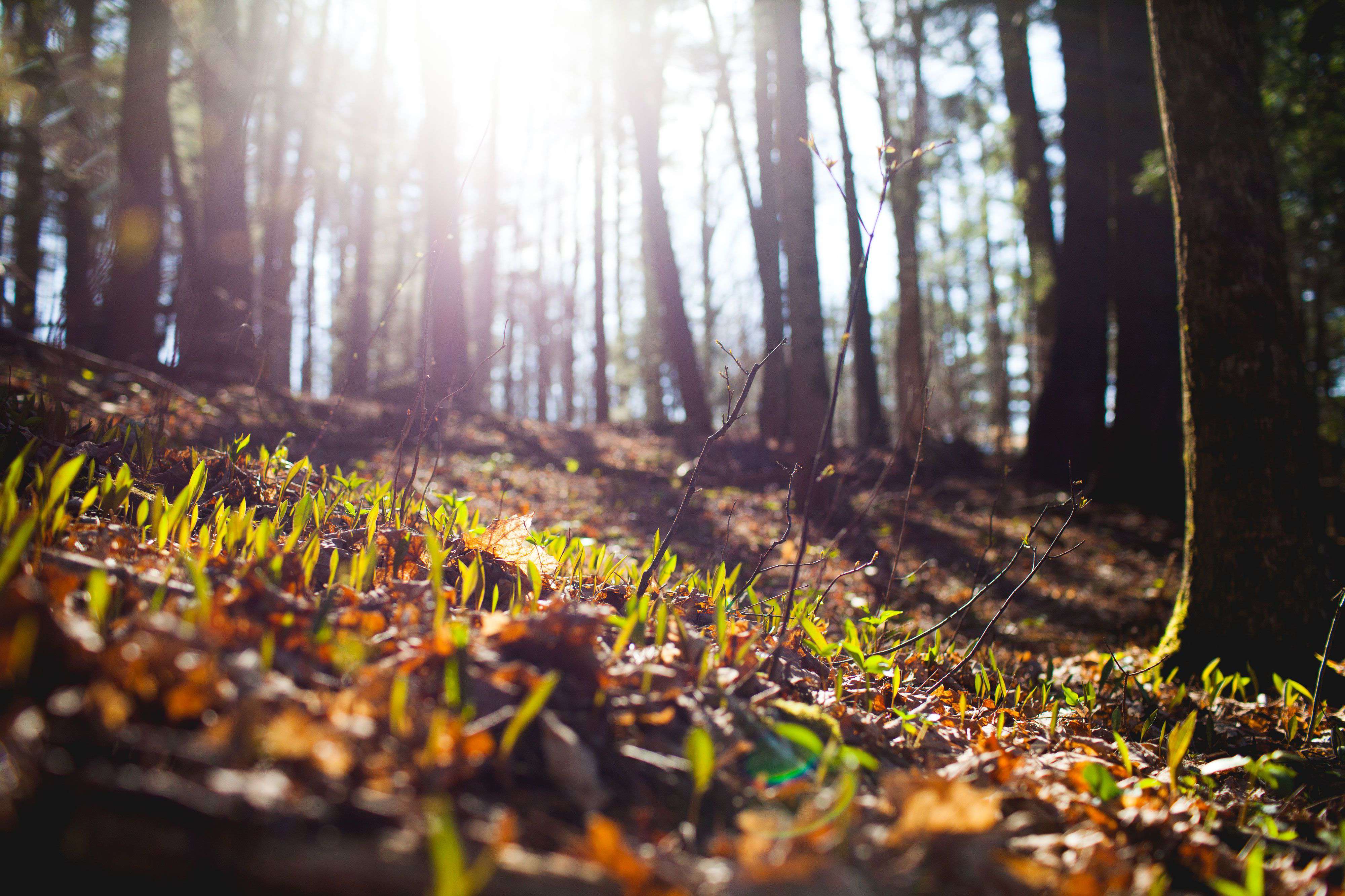The sun peaking through the woods on a hike in Ithaca, NY